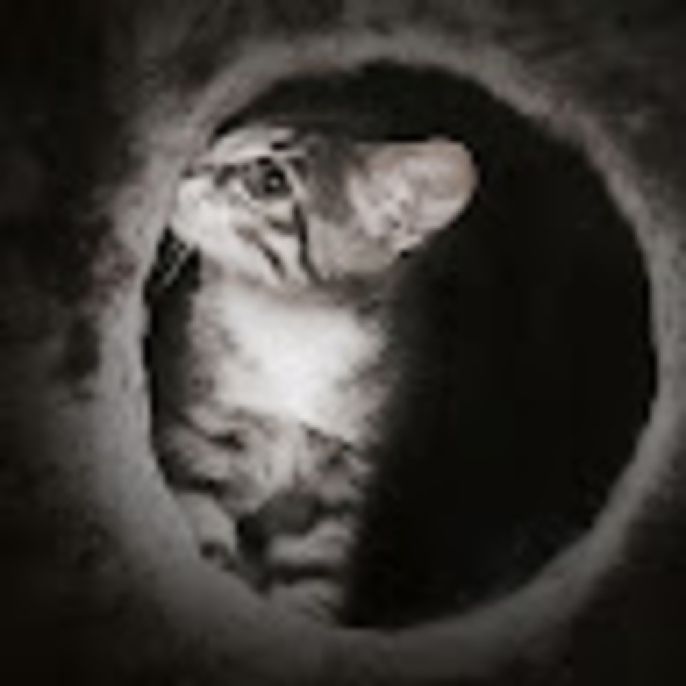 Meet your Posher, Steph